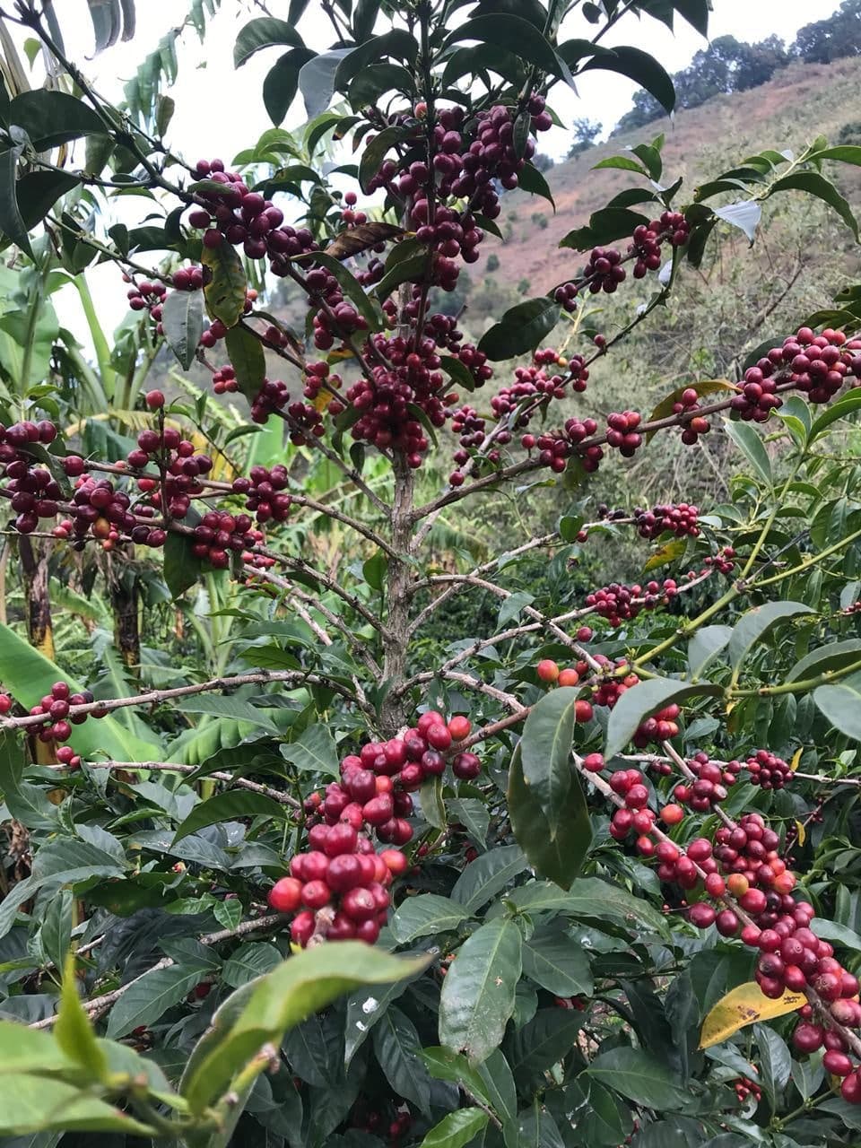 Cerezas de café maduras en la mata, listas para la cosecha