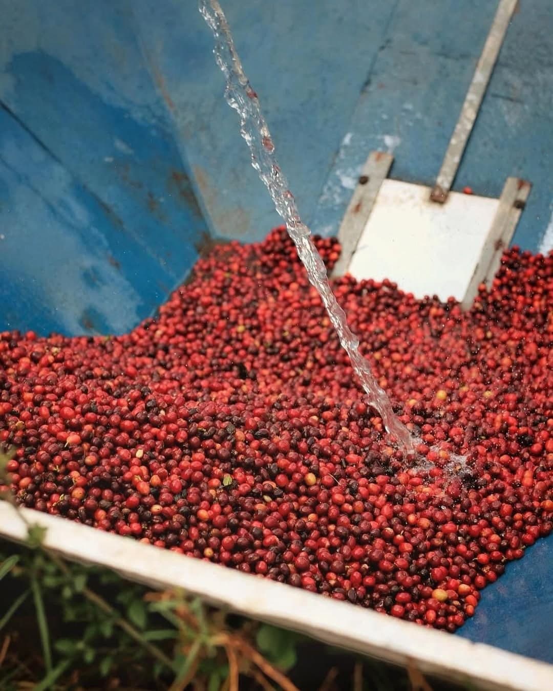 Cerezas de café siendo lavadas con agua de montaña