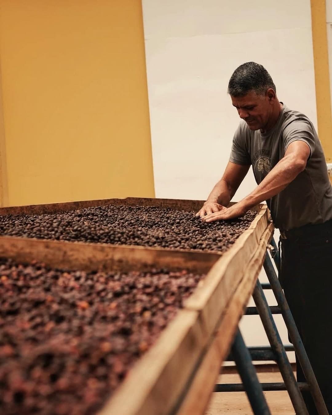 Café secándose al sol en camas africanas, volteado a mano